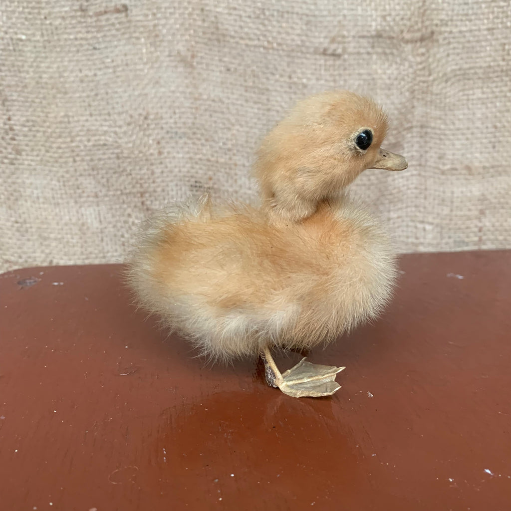 Taxidermy duck